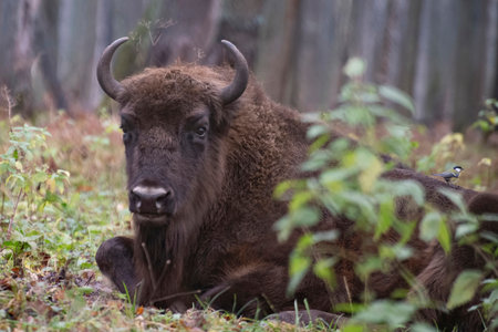 A titmouse is seeking for insects hiding on the resting auroch (European bison), Russiaの写真素材