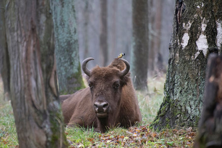 A titmouse is seeking for insects hiding on the resting auroch (European bison), the Prioksko-terrasny biosphere reserve, Russiaの写真素材
