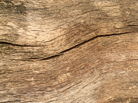 Warm-brown smooth wood surface of an old tree with a thick trunk covered with deep cracks that create a natural pattern; a vertical close-up can be used as a texture background.の写真素材