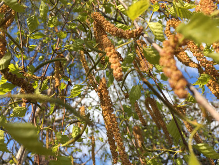 Birch fruit (small winged seeds) hanging down from the branches among the young light-green leaves...