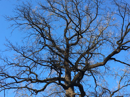 A tree against the blue daytime cloudless sky highlighting curvy bare branches; a horizontal...