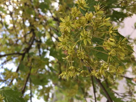 A maple (Acer) tree's blooming inflorescence: green flowers among green leaves; a macro (close-up) vertical photo for gardening, botanical, natural, environmental designs and illustrative materials.の写真素材