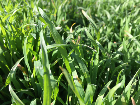 Green grass with tall leaves densely covering all the ground creating a natural pattern and bathing...