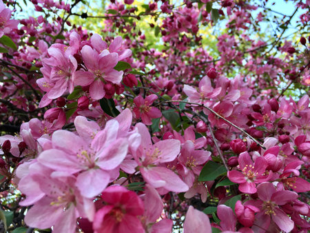 Pink apple tree blooming with five-petal flowers and small green leaves against clear blue spring...
