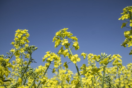 field of rapeseed with beautiful cloud - plant for green energy.flowers of oil in rapeseed field with blue sky.Yellow field rapeseed in bloom with blue skyの写真素材
