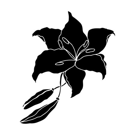 Lilly hand drawn flowerのイラスト素材
