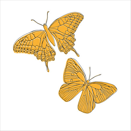 Butterfly silhouette and line art art illustration. Insect butterfly for stickers, tattoo, silhouette, scrapbook. Winged gorgeous animal. Vector hand drawn illustration, isolate on white background.のイラスト素材