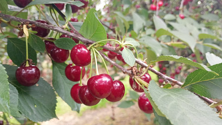 A close-up view of a cherry tree branch filled with shiny red fruit. The leaves are vibrant green,...