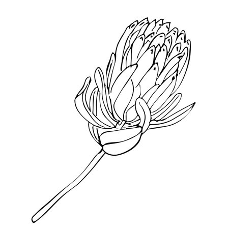 Tropical flower, hand drawn line art trendy protea flower, vector illustration for design of card or inviteのイラスト素材