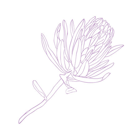 Tropical flower, hand drawn line art trendy protea flower, vector illustration for design of card or inviteのイラスト素材