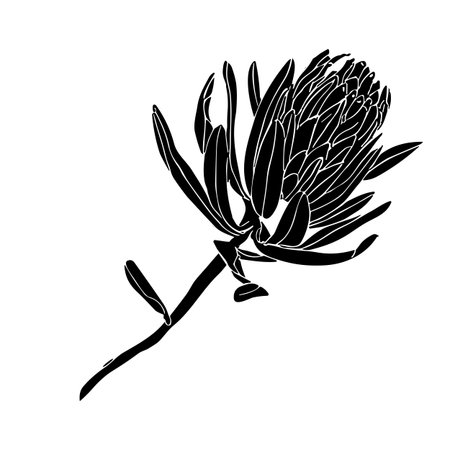 Tropical flower, hand drawn silhouette trendy protea flower, vector illustration for design of card or inviteのイラスト素材