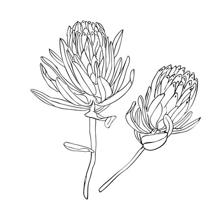 Tropical flower, hand drawn line art trendy protea flower, vector illustration for design of card or invite.coloring page.のイラスト素材