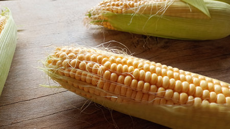 A single ear of ripe corn with its green husk partially peeled back, showcasing vibrant yellow...