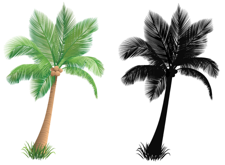 Palm tree and a silhouette of a palm tree.のイラスト素材