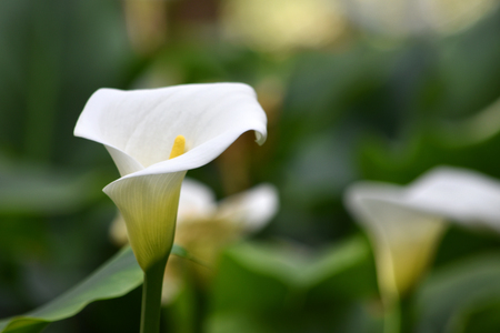 Calla lily on green background.の写真素材