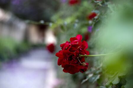 Red geraniums in full bloom.の写真素材