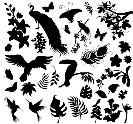 Set  of silhouettes of tropical plants and birds.のイラスト素材