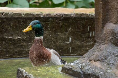 Portrait of a cute duck taking bath in a fountain.の写真素材