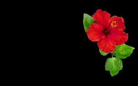 Red hibiscus flowers laying on the pink background.の写真素材