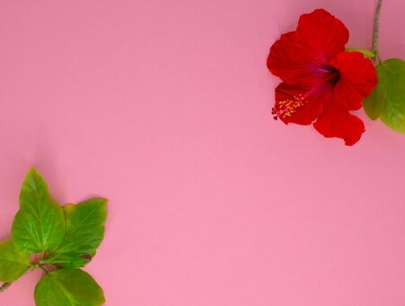 Red hibiscus flowers laying on the pink background.の写真素材