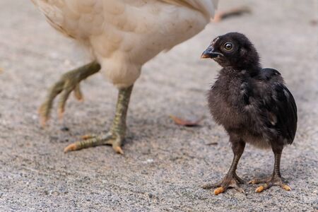 Portrait of a small dark chicken standing near its mother.の写真素材