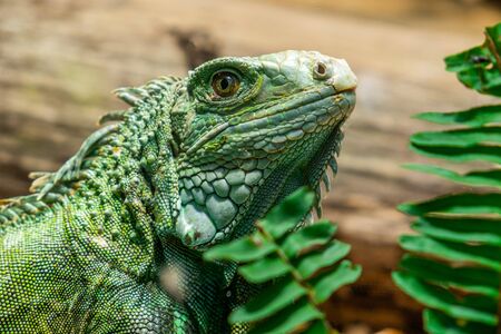 Close-up head of reptile, young green iguana.の写真素材