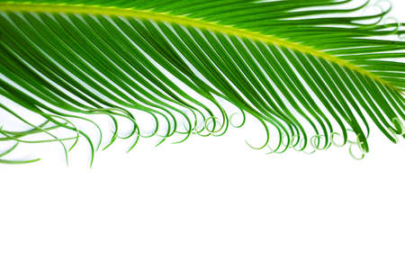 Frame with a green tropical leaf. Isolated on white.