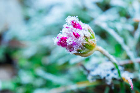 Frozen nature with flowers. Green background. High resolution photo.の写真素材