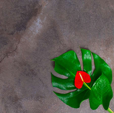 Natural dark gray marble texture background with red anthurium flower and tropical leaf.の写真素材
