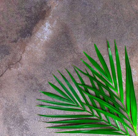 Natural dark gray marble texture background with tropical leaves.の写真素材
