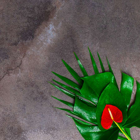 Natural dark gray marble texture background with wet red anthurium flower and tropical leaf.の写真素材