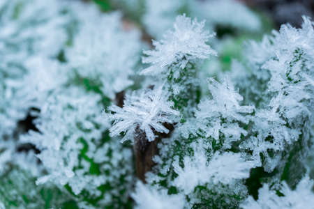 Frozen nature with green plants. Green background. High resolution photo.の写真素材