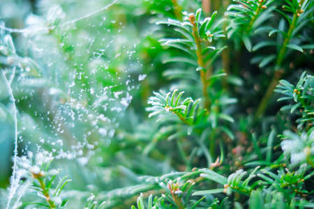 Frozen nature with green pine tree and spider web. Green background. High resolution photo.の写真素材