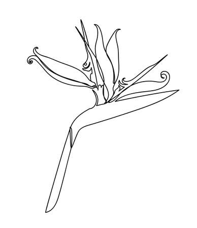 Strelitzia flower isolated on white background in a hand drawn linear style.のイラスト素材