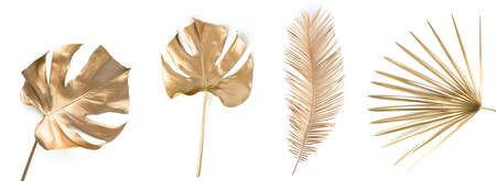 Set of golden palm leaves on white.の写真素材
