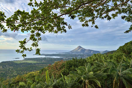 Tropical background landscape with trees and palms.の写真素材