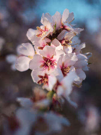 Beautiful floral background with pink blooming almonds flowers.の写真素材