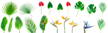 Green tropical leaves and flowers isolated on white.の写真素材