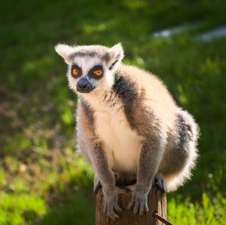 Cute lemur with a long beautiful tail.の写真素材