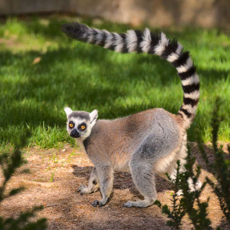 Cute lemur with a long beautiful tail.の写真素材