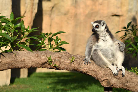 Ring-tailed lemur with a long beautiful tail.の写真素材