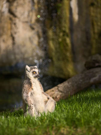 Ring-tailed lemur with a long beautiful tail.の写真素材