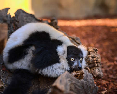 Ruffed lemur is sitting on a ground with a long beautiful tail.の写真素材
