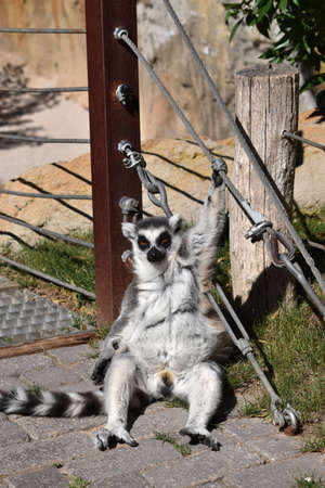 Ring-tailed lemur with a long beautiful tail.
