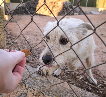 Abandoned cute dog behind bars. Hungry pet is asking for food.の写真素材