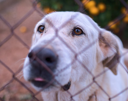 Abandoned cute dog behind bars. Hungry pet is asking for food.の写真素材