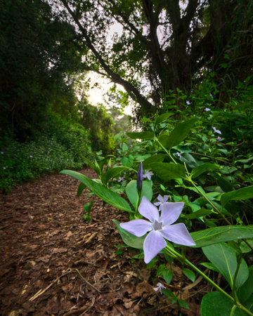 Magical green fairytale forest at sunset. Close up of a purple flower.の写真素材