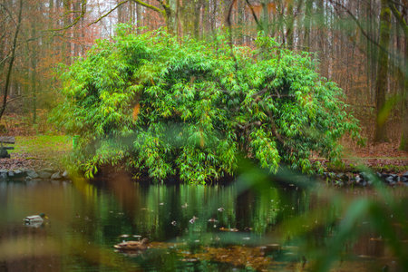 Autumn forest scenery. Reflection of trees on the lake water surface.の写真素材