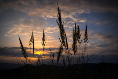 Beautiful sunset. Nature background. Silhouettes of Pampas Grass.の写真素材