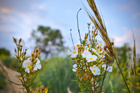 Close up of a white wildflower. Green natural background with a flower.の写真素材